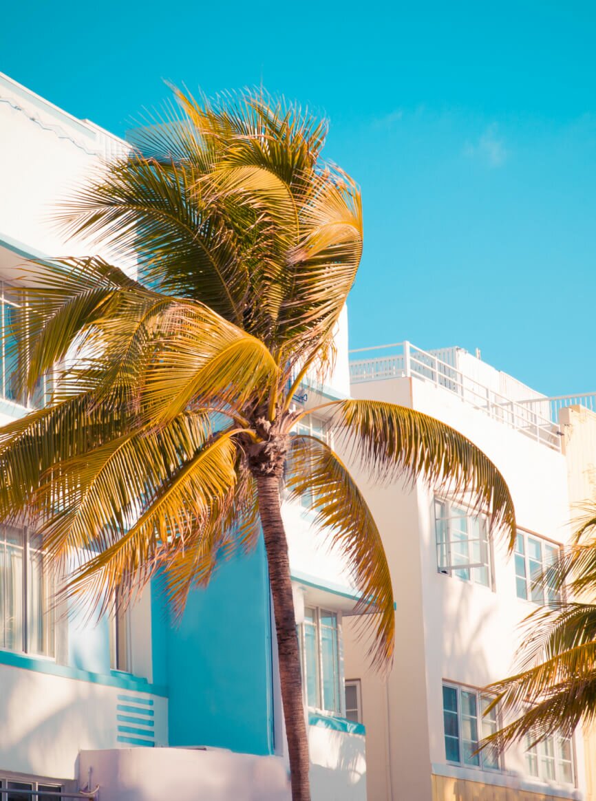 Palm Tree in Miami